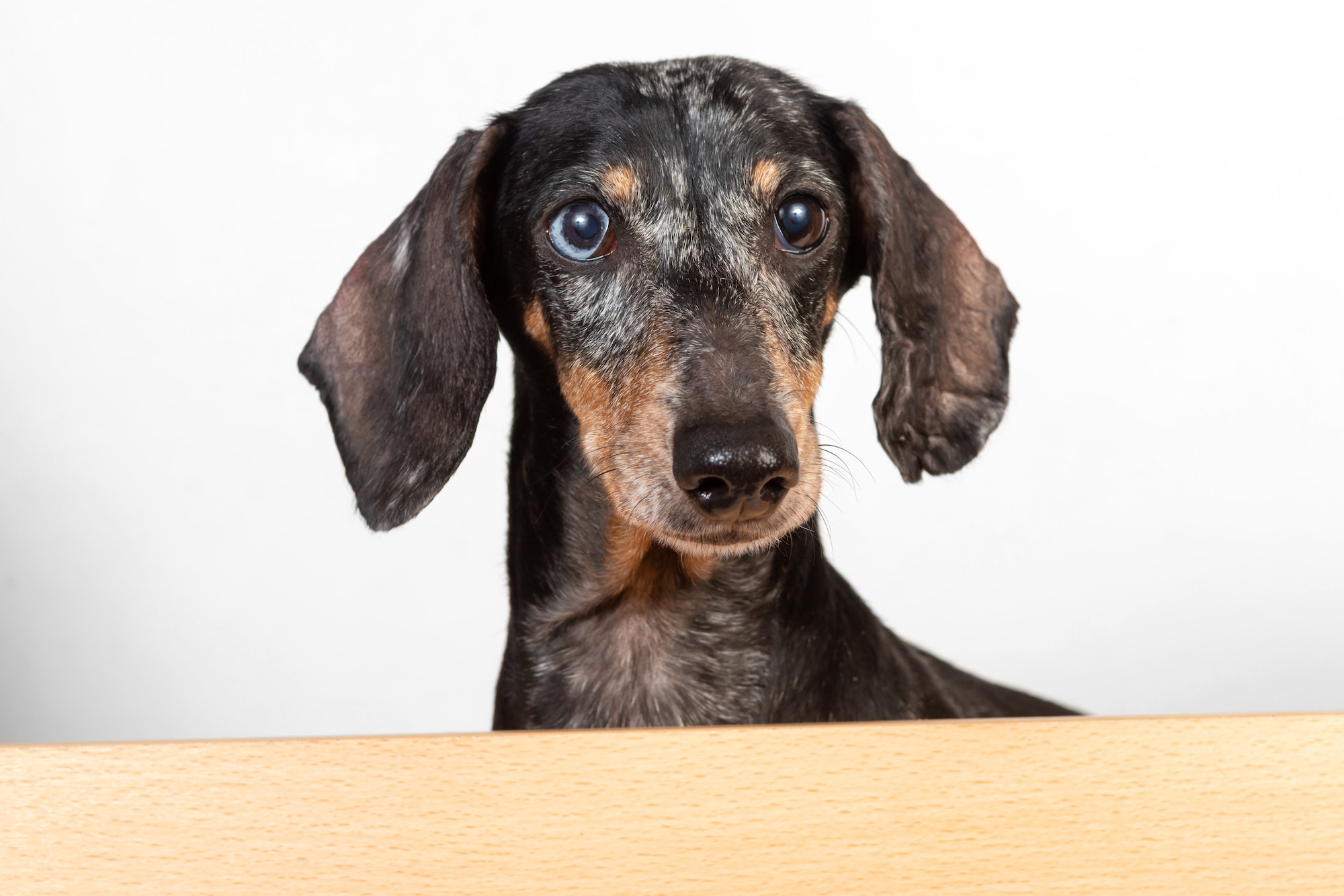 An old marble dachshund dog with multicolored eyes looks out of the box in surprise