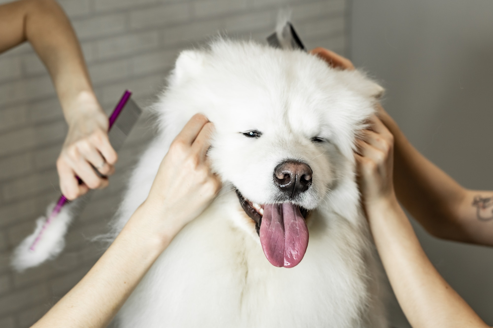 grooming dogs of the Samoyed breed, comb four hands